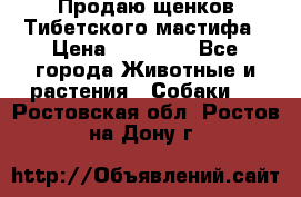 Продаю щенков Тибетского мастифа › Цена ­ 45 000 - Все города Животные и растения » Собаки   . Ростовская обл.,Ростов-на-Дону г.